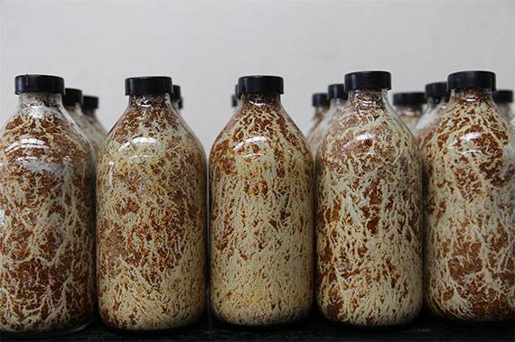 食用菌菌种用伟德国际官网超净工作台步骤